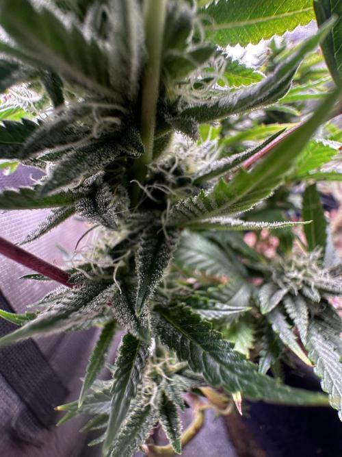 Millésime Bonsaï Project 👅. Week 23