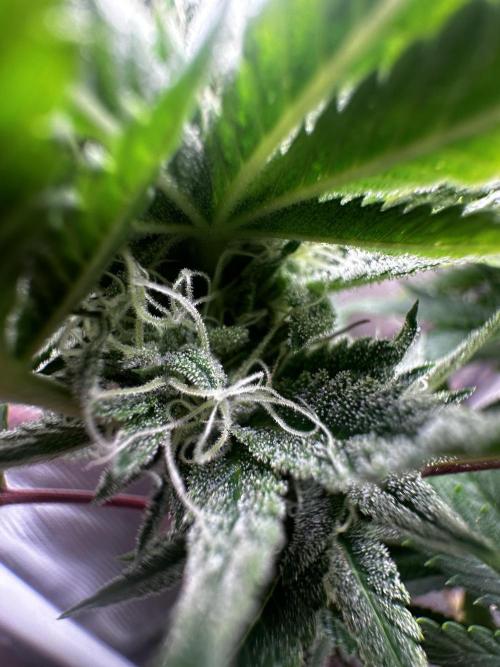 Millésime Bonsaï Project 👅. Week 23