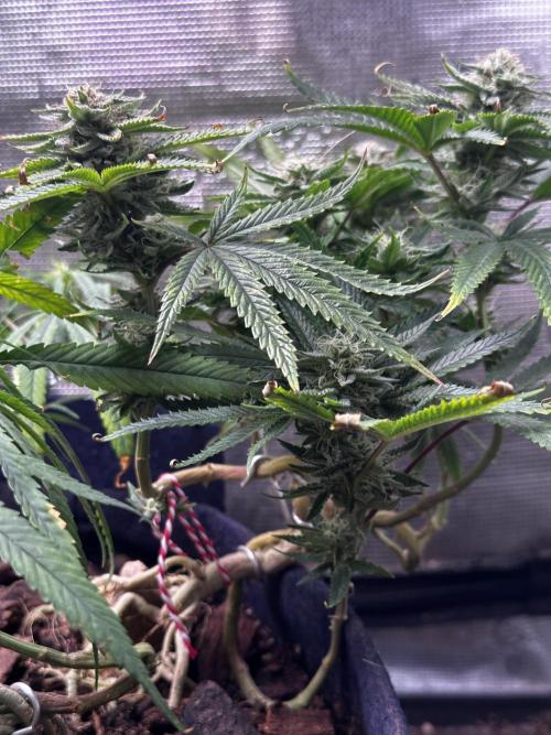 Millésime Bonsaï Project 👅. Week 23