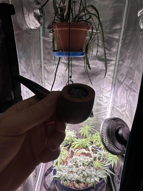 Hard BDSM Lao Highland Tribe Bonsaï. Week 19