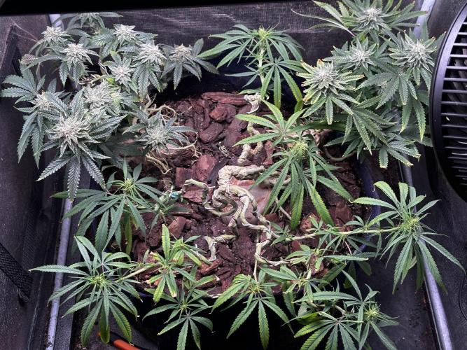 Hard BDSM Lao Highland Tribe Bonsaï. Week 19