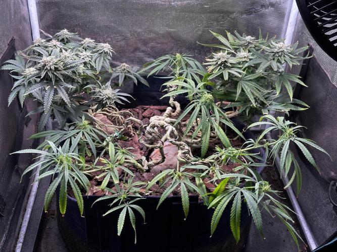 Hard BDSM Lao Highland Tribe Bonsaï. Week 19