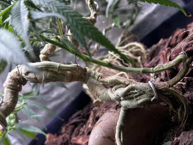 Hard BDSM Lao Highland Tribe Bonsaï. Week 19