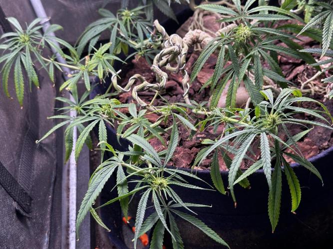 Hard BDSM Lao Highland Tribe Bonsaï. Week 19