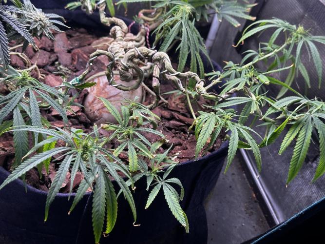 Hard BDSM Lao Highland Tribe Bonsaï. Week 19