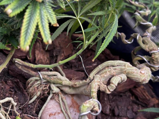 Hard BDSM Lao Highland Tribe Bonsaï. Week 19