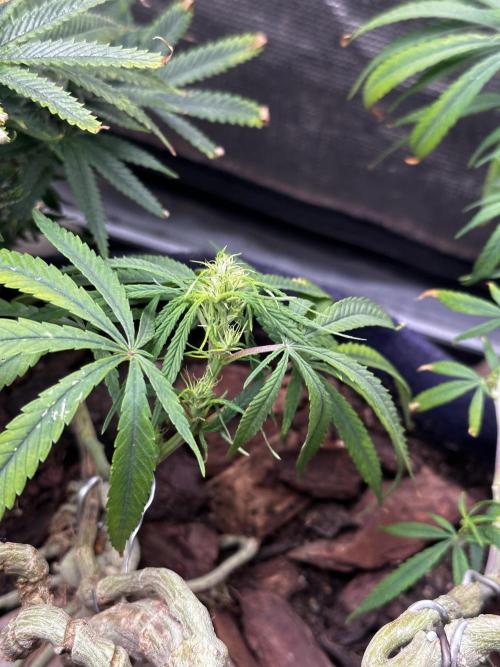 Hard BDSM Lao Highland Tribe Bonsaï. Week 19