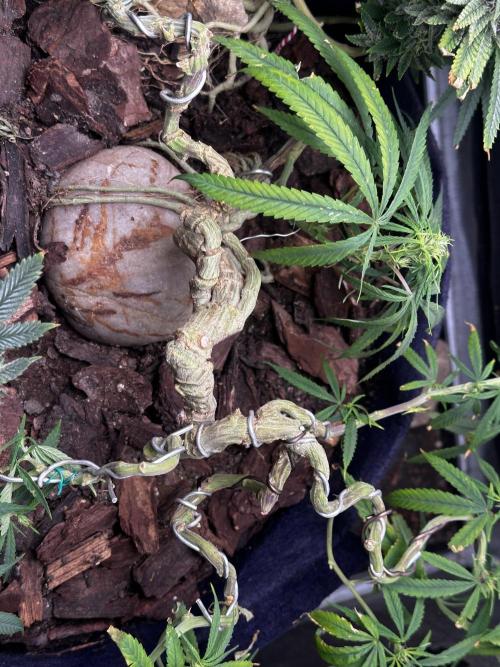 Hard BDSM Lao Highland Tribe Bonsaï. Week 19