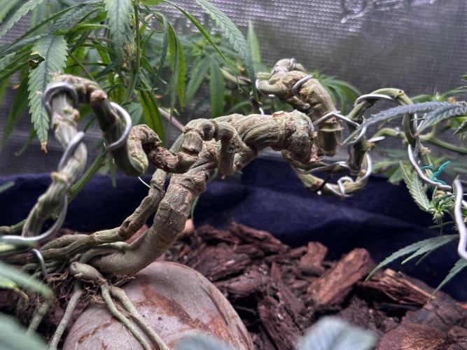 Hard BDSM Lao Highland Tribe Bonsaï. Week 19