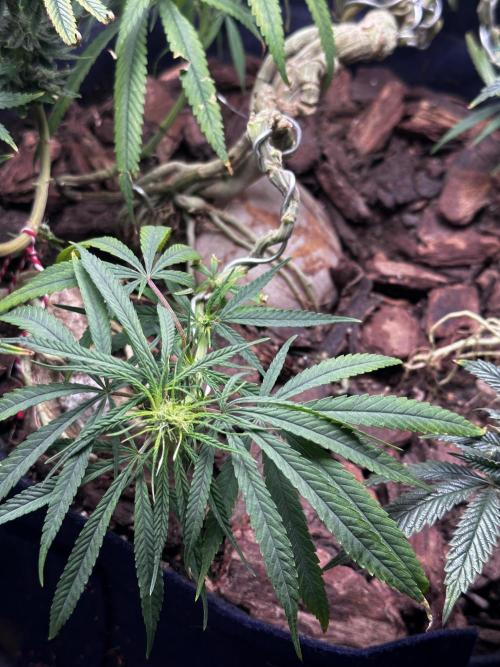 Hard BDSM Lao Highland Tribe Bonsaï. Week 19