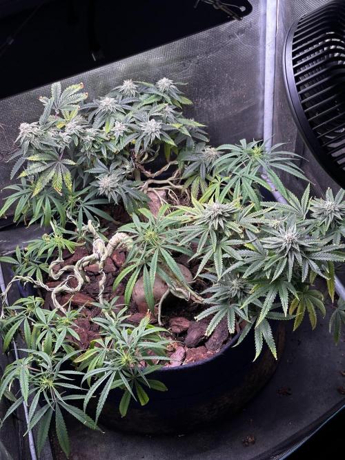 Hard BDSM Lao Highland Tribe Bonsaï. Week 19