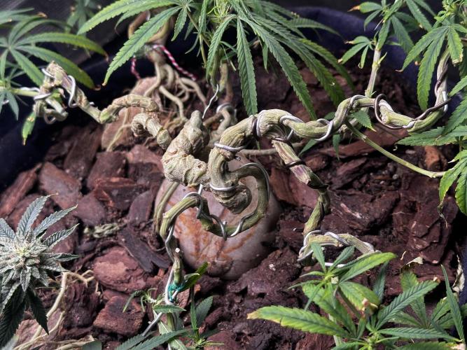 Hard BDSM Lao Highland Tribe Bonsaï. Week 19