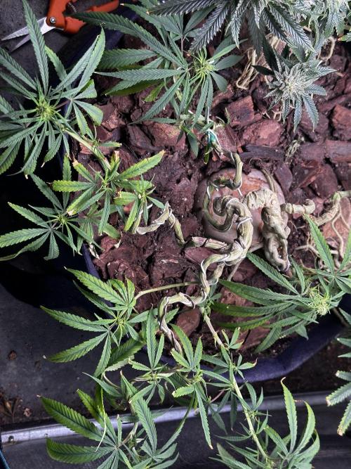 Hard BDSM Lao Highland Tribe Bonsaï. Week 19