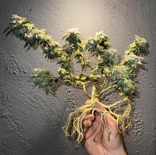 High Contact Bonsaï Project 👅. Week 18