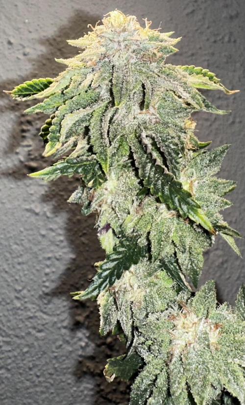 High Contact Bonsaï Project 👅. Week 18