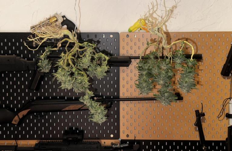 High Contact Bonsaï Project 👅. Week 18