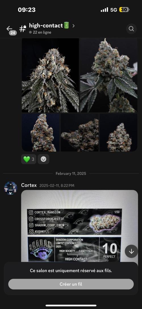 High Contact Bonsaï Project 👅. Week 18