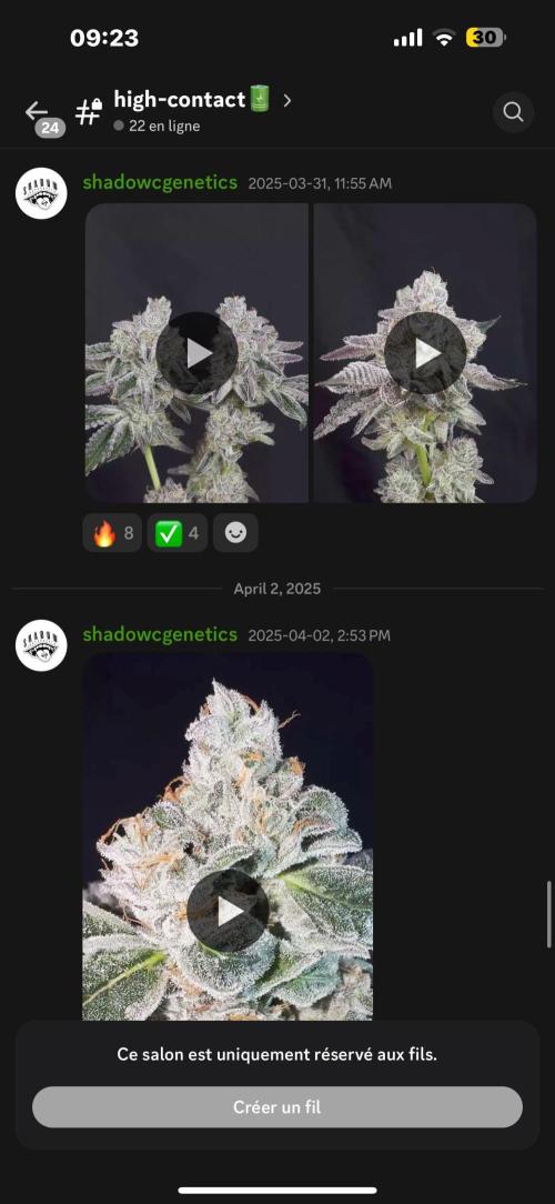 High Contact Bonsaï Project 👅. Week 18