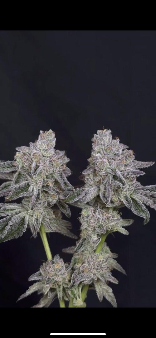 High Contact Bonsaï Project 👅. Week 18