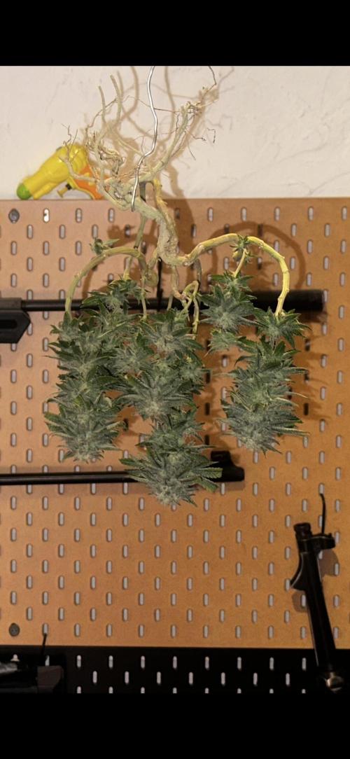 Millésime Bonsaï Project 👅. Week 28