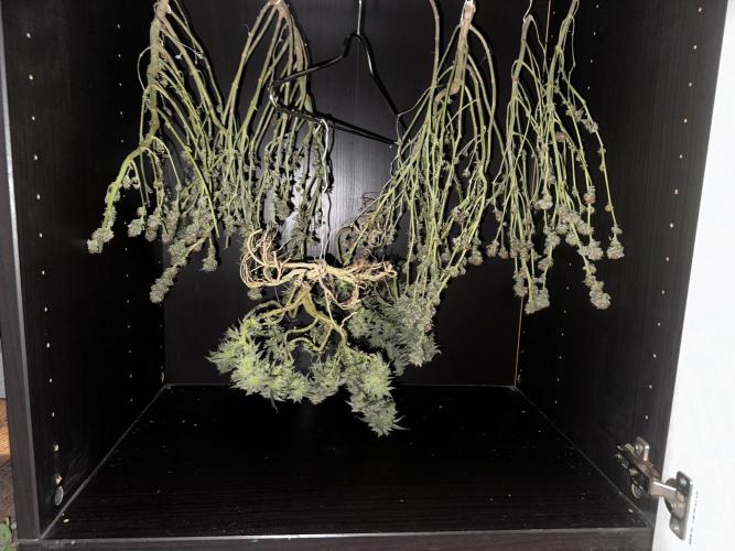 Millésime Bonsaï Project 👅. Week 28