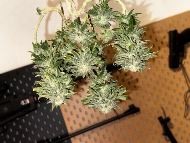 Millésime Bonsaï Project 👅. Week 28