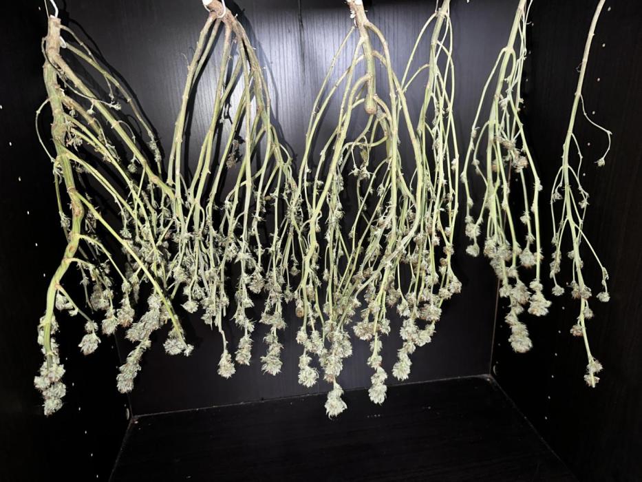 No-thill soil Indoor with good strain. Week 17