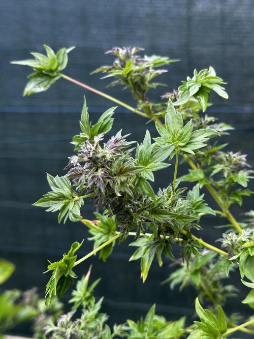 Terpyz ABC feral fuel outdoor. Week 28