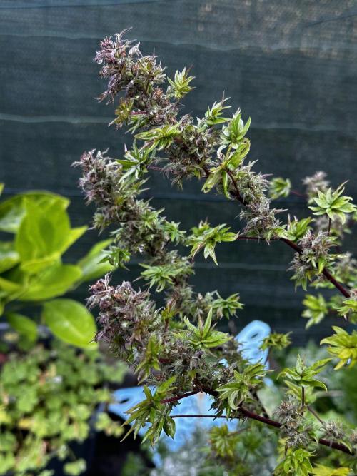 Terpyz ABC feral fuel outdoor. Week 28