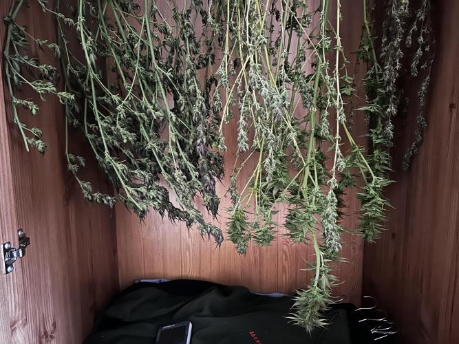 Terpyz ABC feral fuel outdoor. Week 28