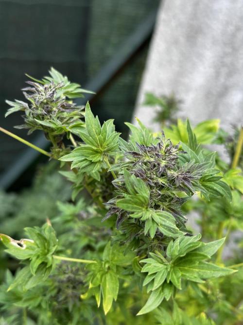 Terpyz ABC feral fuel outdoor. Week 28