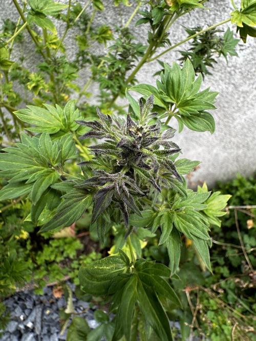 Terpyz ABC feral fuel outdoor. Week 28