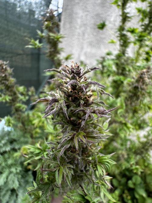 Terpyz ABC feral fuel outdoor. Week 28