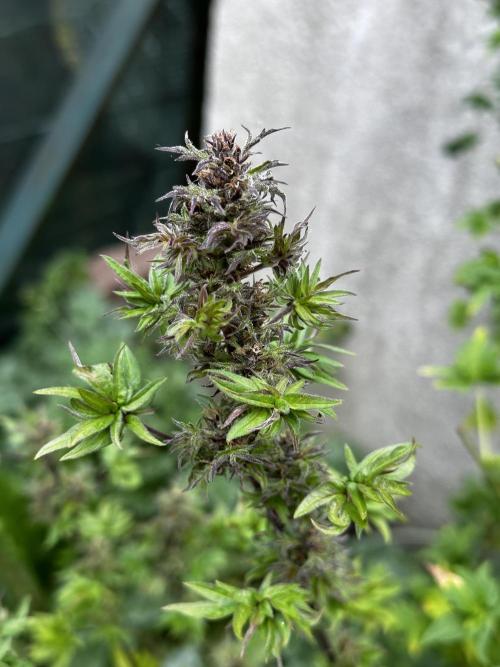 Terpyz ABC feral fuel outdoor. Week 28