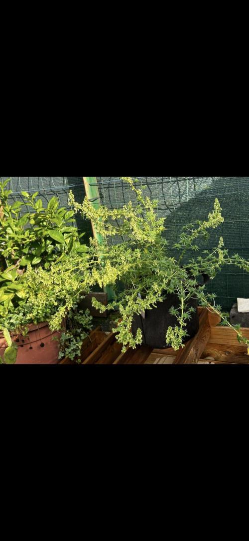 Terpyz ABC feral fuel outdoor. Week 28