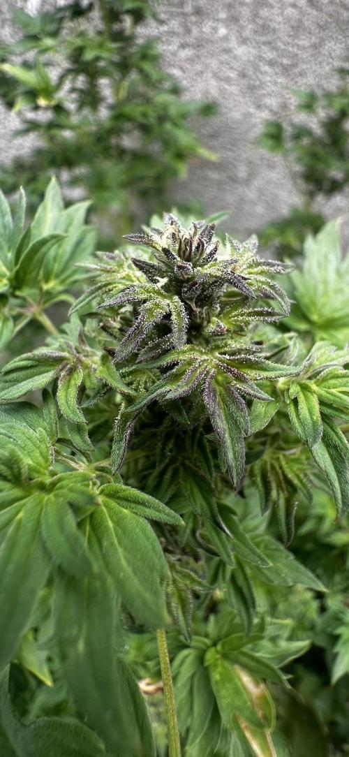 Terpyz ABC feral fuel outdoor. Week 28