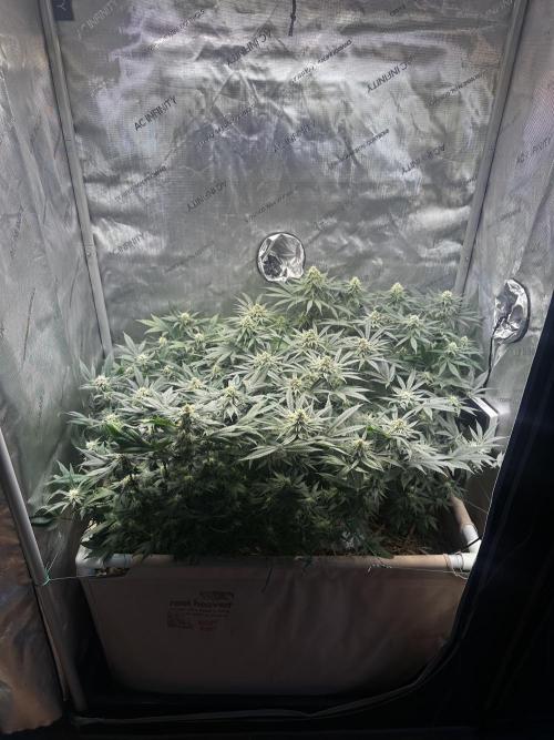 Prince of Persian. Week 12