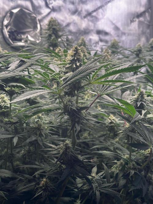 Prince of Persian. Week 12