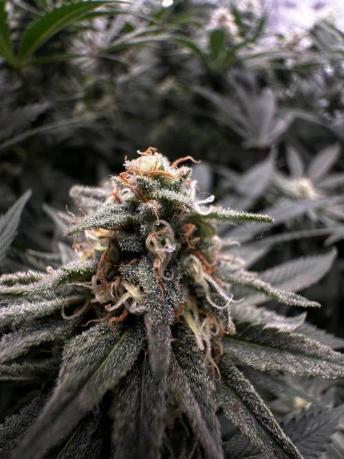 Prince of Persian. Week 12