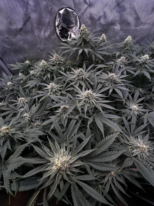 Prince of Persian. Week 12