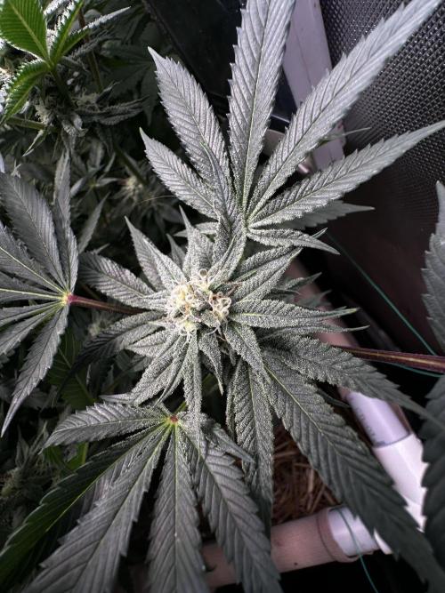 Prince of Persian. Week 12