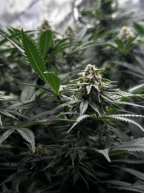 Prince of Persian. Week 12