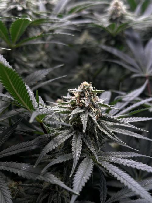 Prince of Persian. Week 12