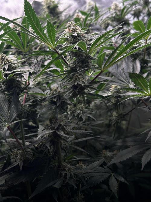 Prince of Persian. Week 12