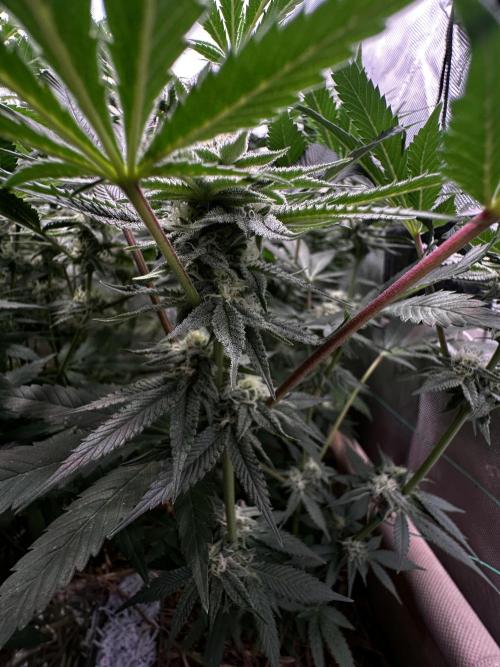 Prince of Persian. Week 12