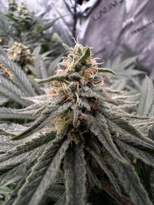 Prince of Persian. Week 12