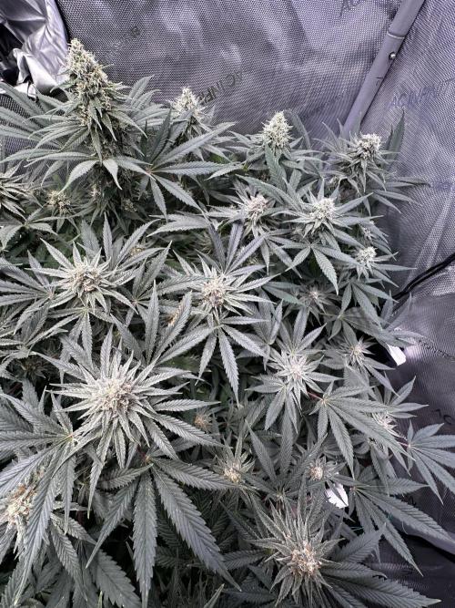 Prince of Persian. Week 12