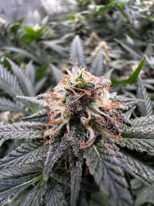 Prince of Persian. Week 12