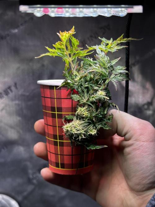 Frosty Auto in a cup. Week 8