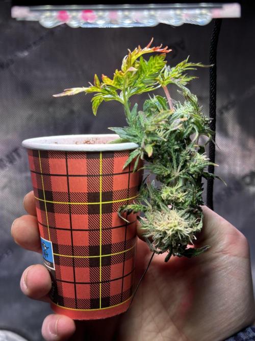 Frosty Auto in a cup. Week 8